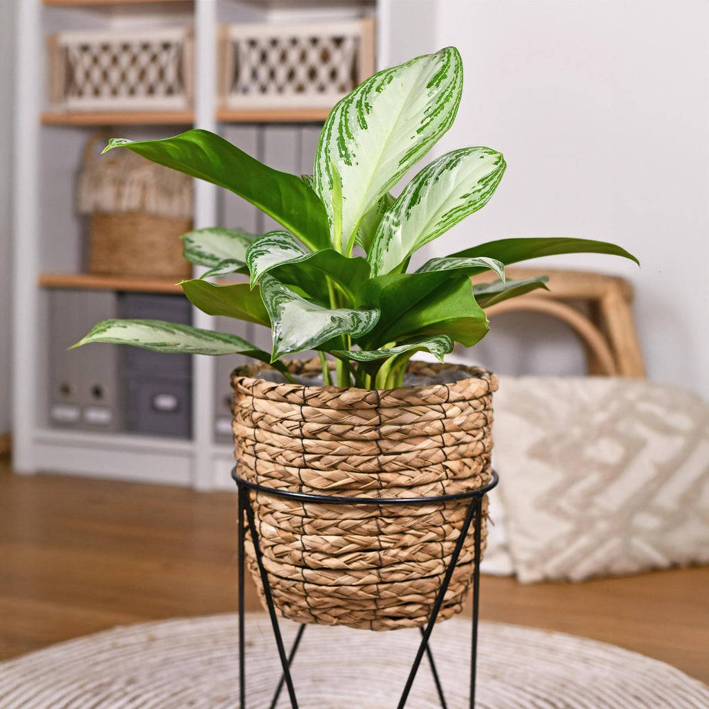 Aglaonema Silver Bay – 17cm – Höhe 70-75cm – Pflegeleichte silber – grüne Zimmerpflanze mit dekorativem Blattmuster für Wohnräume und Büro