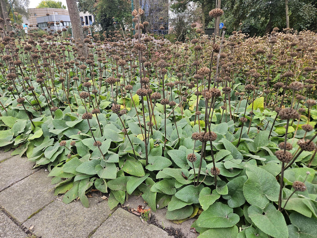 Russel Brandkraut Phlomis russeliana – ↕10-25cm – Ø9cm – Winterhart & Bienenfreundlich – Sommerblüher für Beete & Garten – Plant