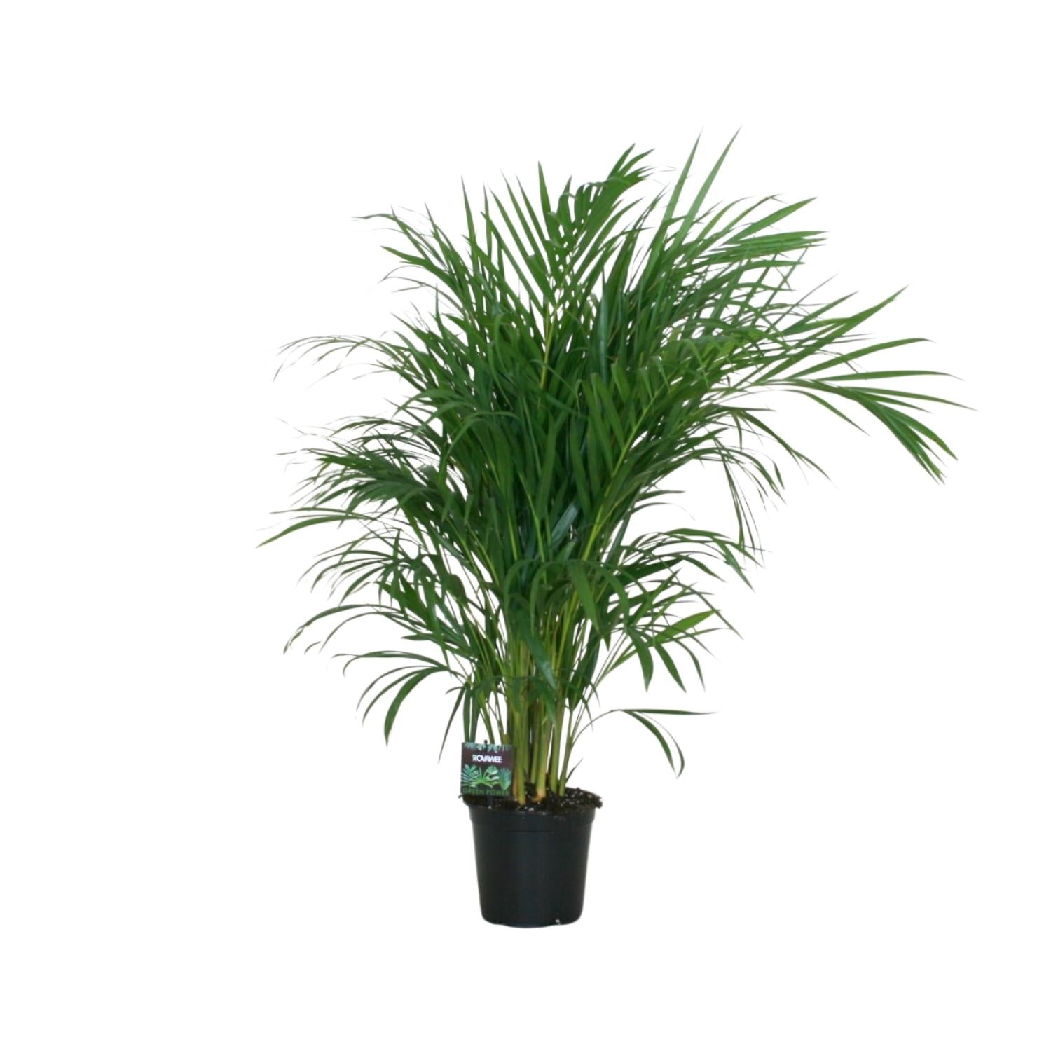 Goldfruchtpalme – Dypsis lutescens – Zimmerpflanze – Luftreinigende Bambuspalme – ca. 100–120 cm hoch – Ø19 cm Topf – Tropisches Raumgrün für Wohnung & Büro – Plant