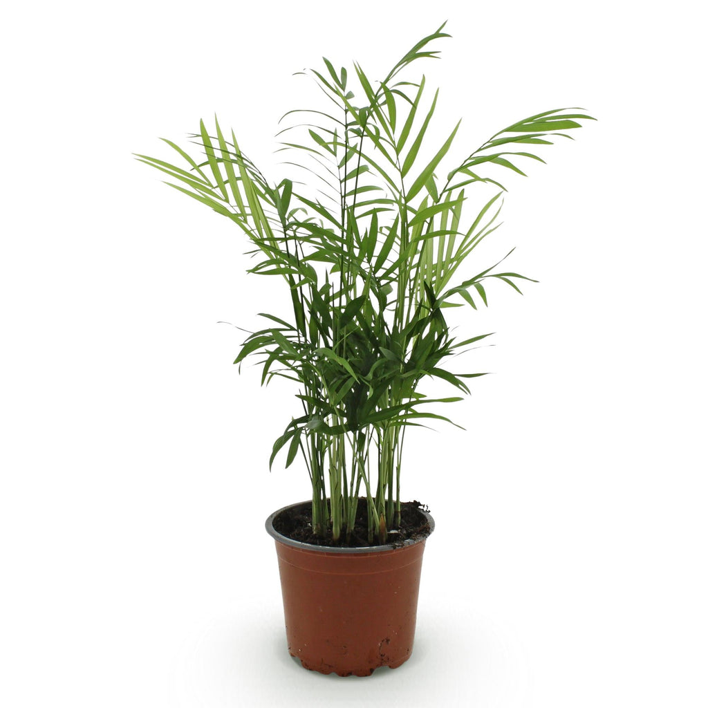 Chamaedorea elegans Goldpalme – Haustierfreundliche Zimmerpflanze 12cm – Höhe ca.15cm – Pflegeleichte Grünpflanze für Wohnzimmer Büro & Schlafzimmer – Plant