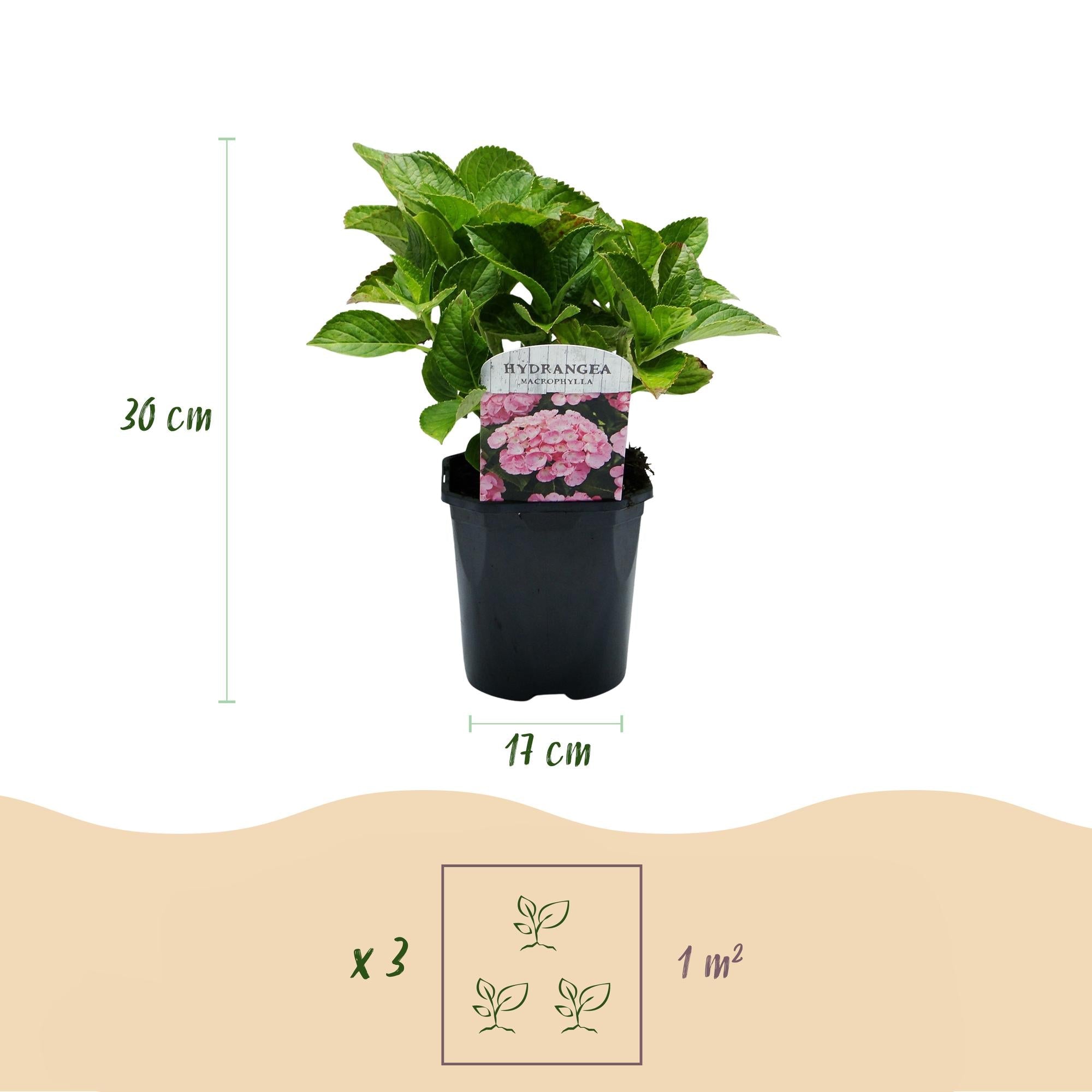 Hortensie – Hydrangea macrophylla Rosa – Blüte Rosa – Ø17cm – ↕30cm – Blühpflanze für Garten & Topf – Pflegeleicht & Laubabwerfend – Plant