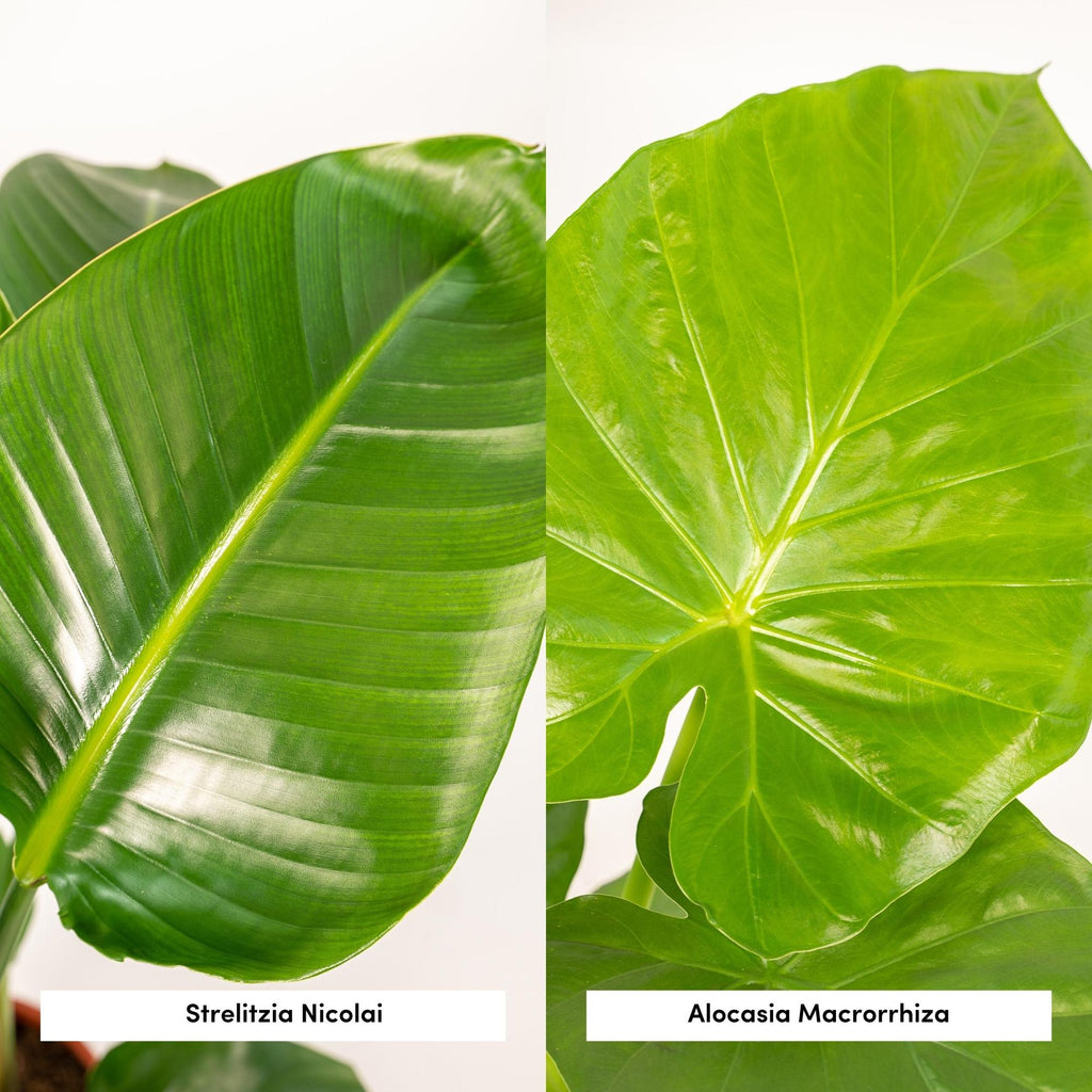 Baum – Strelitzie Strelitzia Nicolai + Alocasia Macrorrhiza + Seegras – Korb Selin – Zimmerpflanzen – Set – Ø19cm – Höhe 70-85cm – Plant