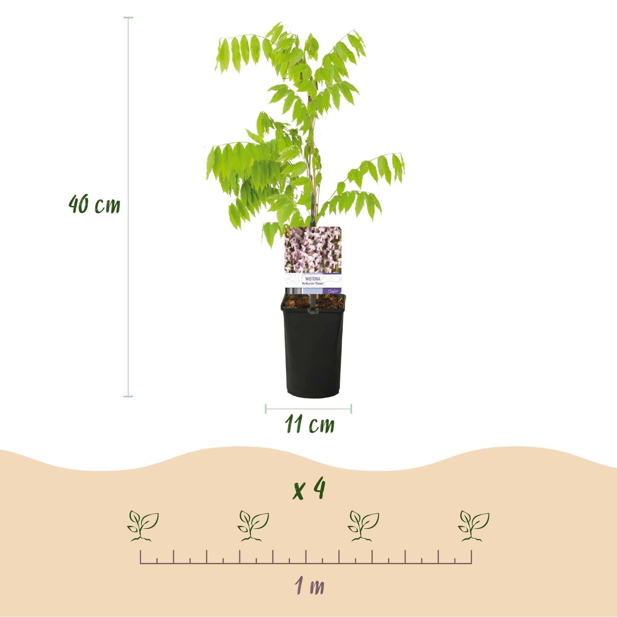 Kletterpflanze Wisteria floribunda Rosea – Rosa Blütentrauben – Frühling – 11cm x H40cm – Pflegeleicht – Für Garten, Pergola & Zaun – Plant