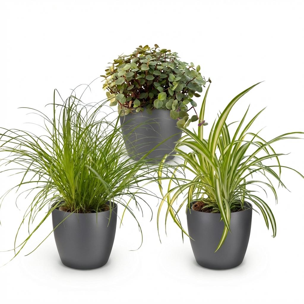 Pflanzen Mix 3er Set Cyperus Calissia Chlorophytum Mit Grauem Topf Ø12cm Höhe ca.20cm Haustierfreundliche Grünpflanzen Für Zimmer Büro & Schlafzimmer