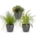 Pflanzen Mix 3er Set Cyperus Calissia Chlorophytum Mit Grauem Topf Ø12cm Höhe ca.20cm Haustierfreundliche Grünpflanzen Für Zimmer Büro & Schlafzimmer