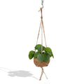 Kokodama Pilea Peperomioides – 20cm – Ø15cm – Nachhaltige Pfannkuchenpflanze im Kokodama – Kokostopf – Chinesische Geldpflanze – Plant
