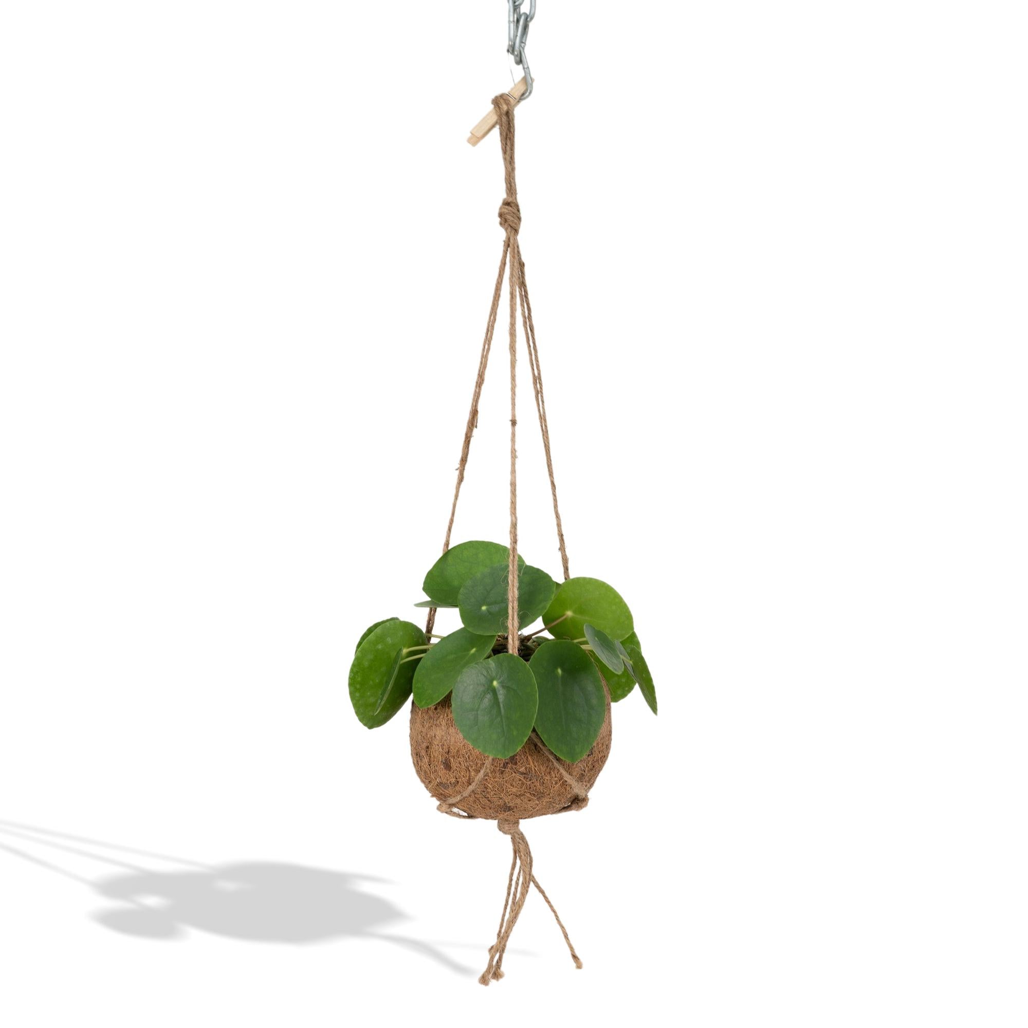 Kokodama Pilea Peperomioides – 20cm – Ø15cm – Nachhaltige Pfannkuchenpflanze im Kokodama – Kokostopf – Chinesische Geldpflanze – Plant