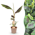 Japanische Faserbanane Musa Ever Red – Obstpflanze – Winterhart – Ø21cm – Höhe ca. 90cm – Rote Stängel & grüne Blätter – Plant