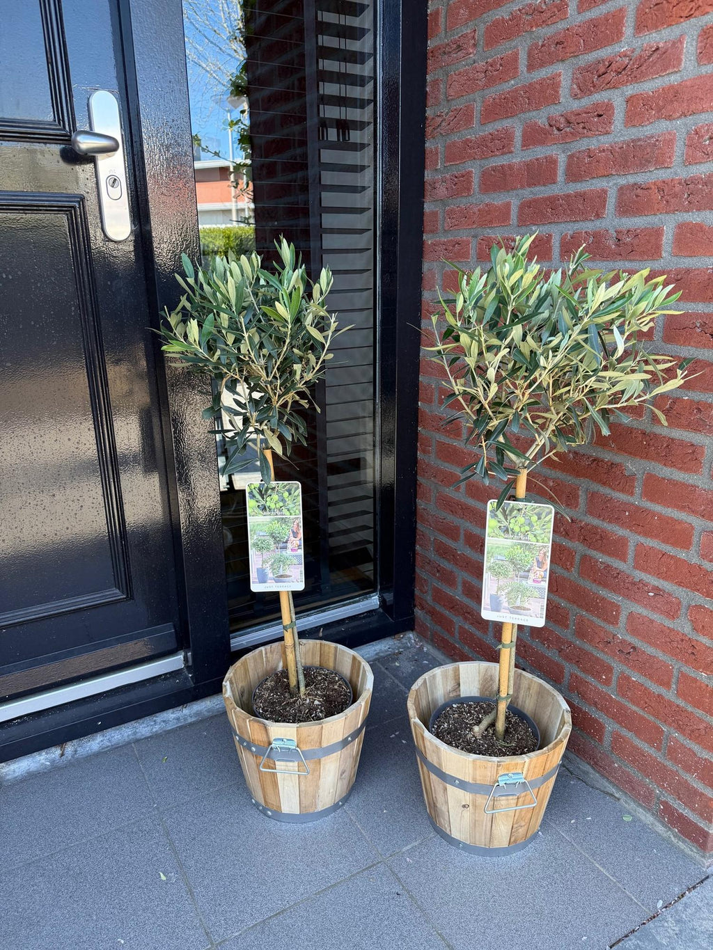 Olea Europaea Olivenbaum auf Stamm – Immergrüne Terrassenpflanze – Pflegeleicht – Ø19cm – Höhe ca. 90cm – Mediterranes Flair für Balkon & Garten – Plant