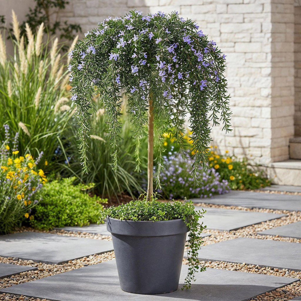 Rosmarin Rosmarinus officinalis Prostratus – 19cm Höhe ca.90cm – Immergrün & winterhart – Lila Blüte – Duftender Kräuterrosmarin – Plant