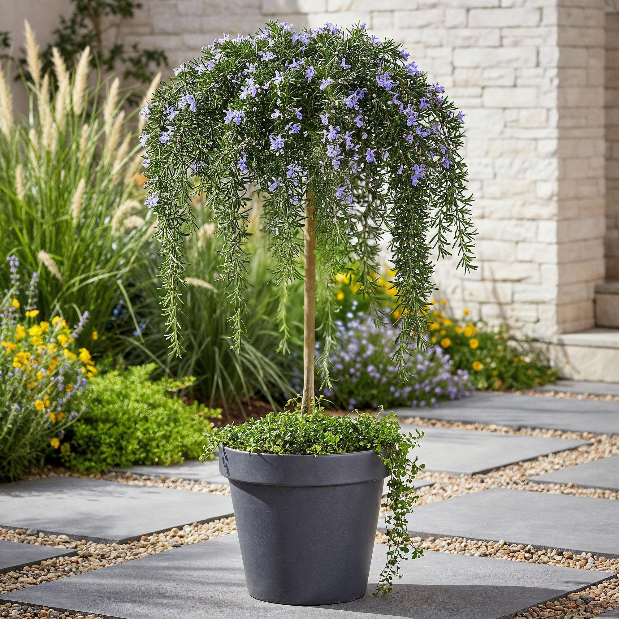 Rosmarin Rosmarinus officinalis Prostratus – 19cm Höhe ca.90cm – Immergrün & winterhart – Lila Blüte – Duftender Kräuterrosmarin – Plant