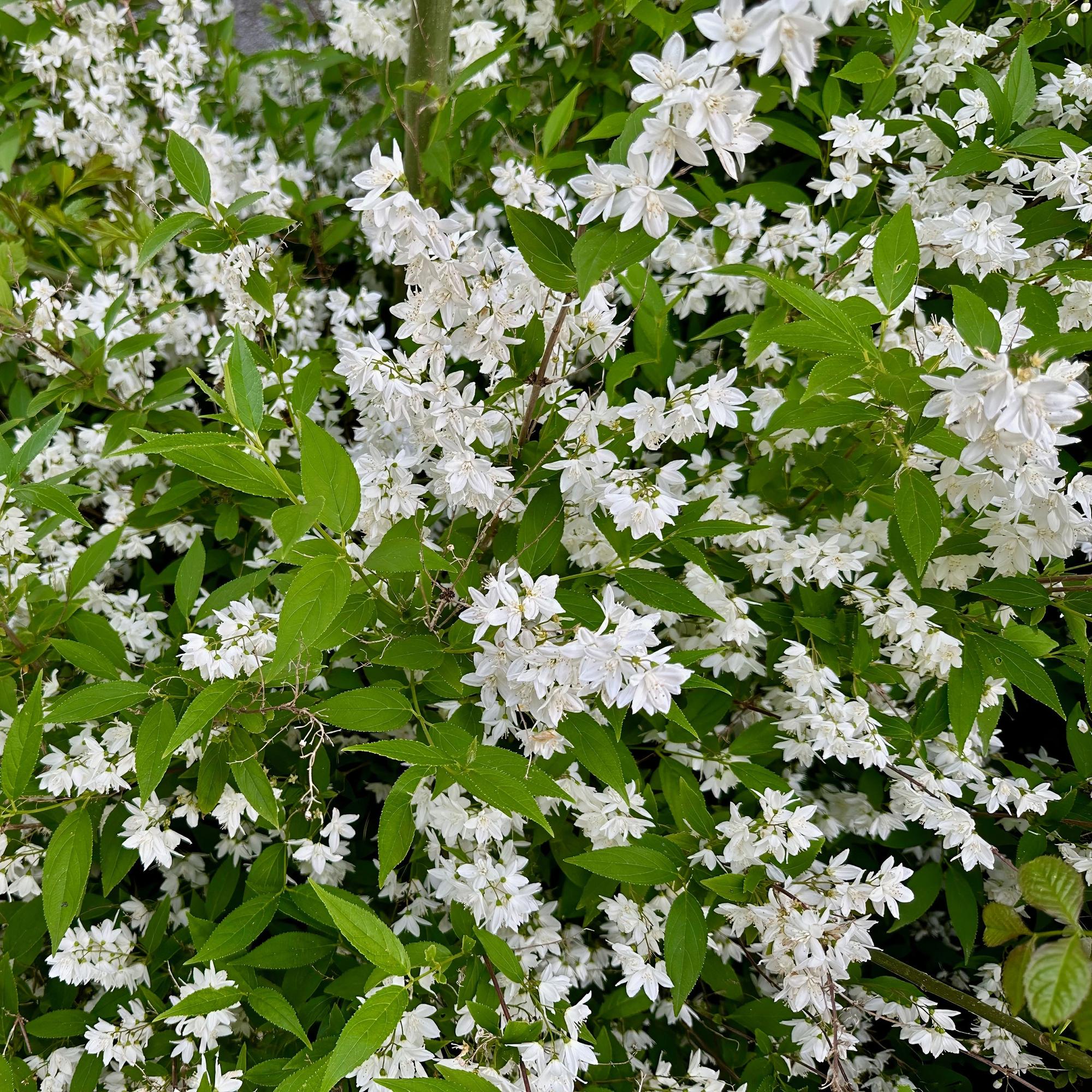 Deutzia Gracilis – Zierlicher Strauch – Blüte Weiß – Bienen – & Schmetterlingsfreundlich – 17cm x H45cm – pflegeleicht – Plant