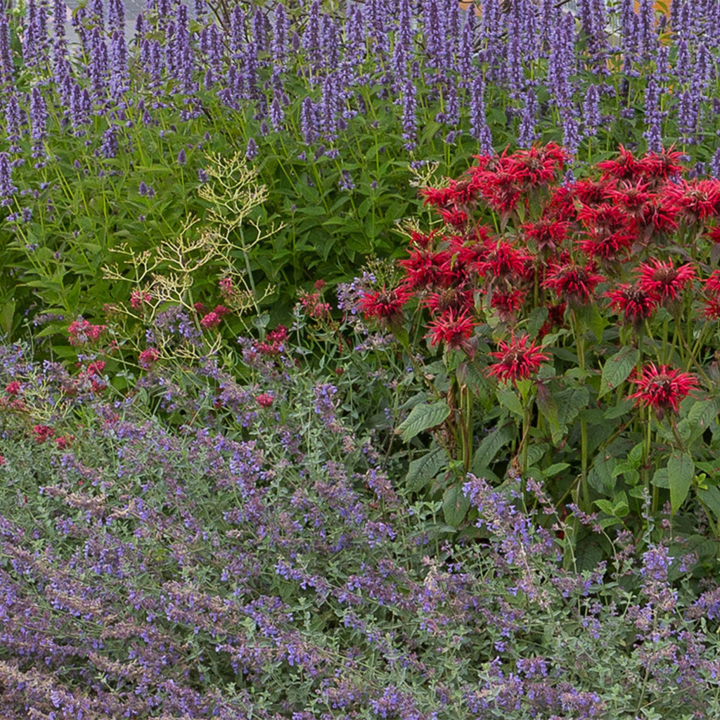 Staudenset – Duftende Blumen – 24 Stauden Ø11cm – Für ca. 3m² – Bienenfreundlich & pflegeleicht – Verschiedene Farben & Blütezeiten – Plant