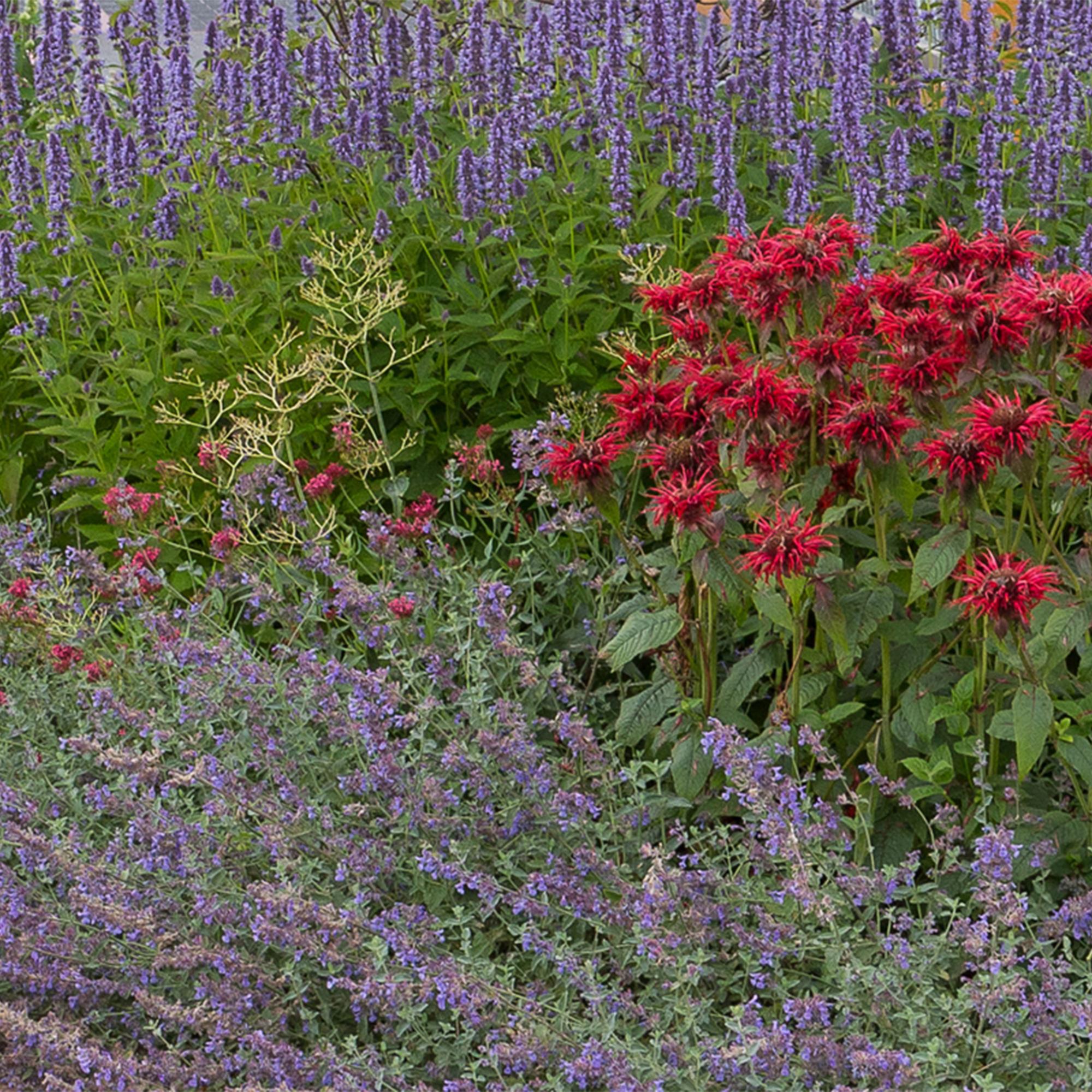 Staudenset – Duftende Blumen – 24 Stauden Ø11cm – Für ca. 3m² – Bienenfreundlich & pflegeleicht – Verschiedene Farben & Blütezeiten – Plant