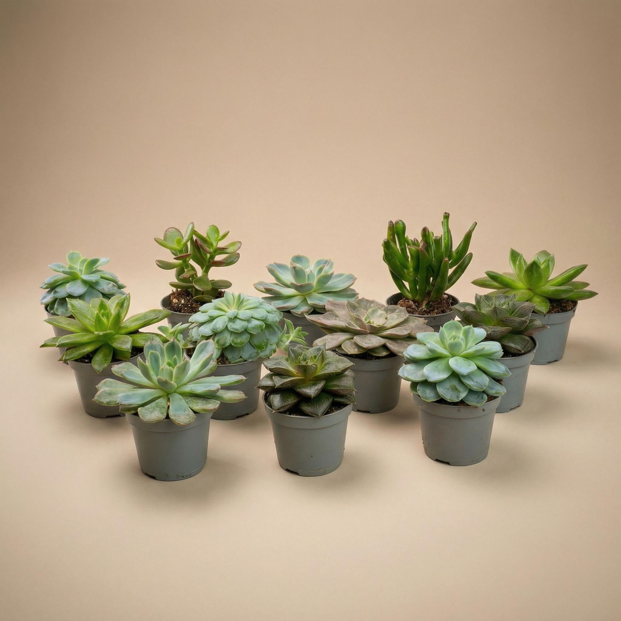 12er – Set Sukkulenten Mix – 12 verschiedene Mini – Sukkulenten im 6cm Topf – 8-12cm hoch – ideal für offene Terrarien & Geschenk