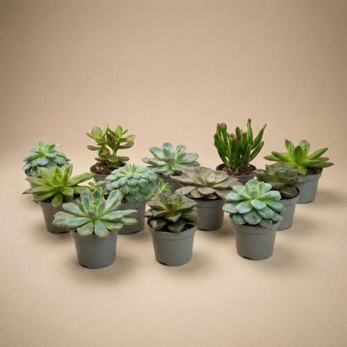 12er – Set Sukkulenten Mix – 12 verschiedene Mini – Sukkulenten im 6cm Topf – 8-12cm hoch – ideal für offene Terrarien & Geschenk