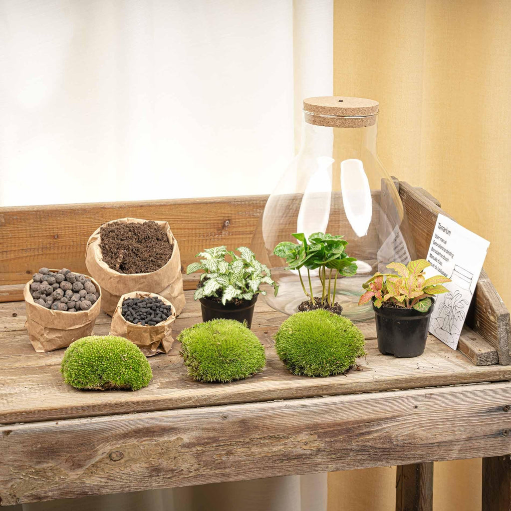Flaschengarten Sam mit LED – DIY Bausatz Terrarium – ↕30cm – Do – It – Yourself Pflanzen – Set mit LED – Beleuchtung & Korkdeckel – Plant