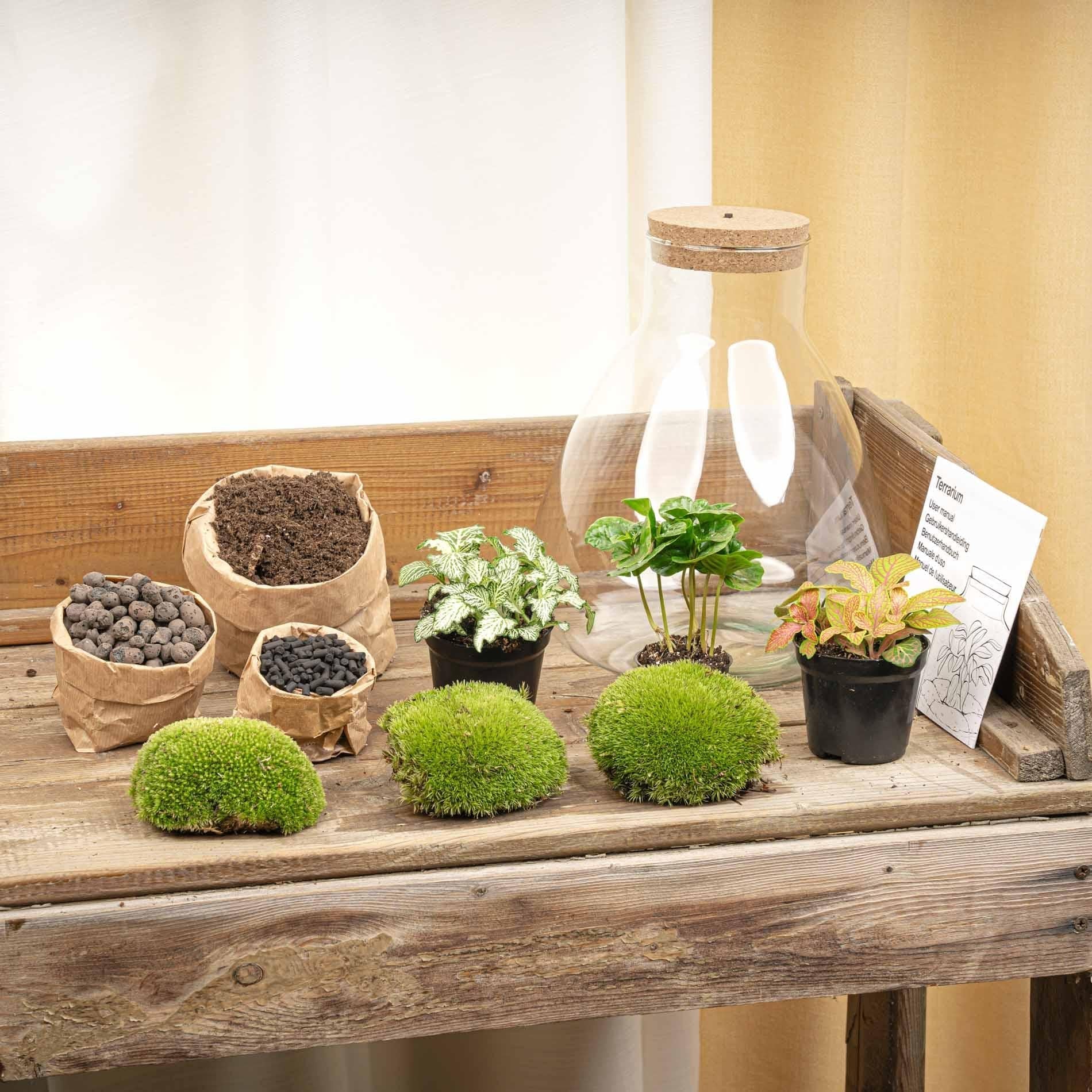 Flaschengarten Sam mit LED – DIY Bausatz Terrarium – ↕30cm – Do – It – Yourself Pflanzen – Set mit LED – Beleuchtung & Korkdeckel – Plant