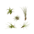 Tillandsia Air Mix – 5 Luftpflanzen – Ø6cm – Pflegeleichte Tillandsien – Mischung – Ohne Erde – Für helle Innenräume & kreative Deko – Plant