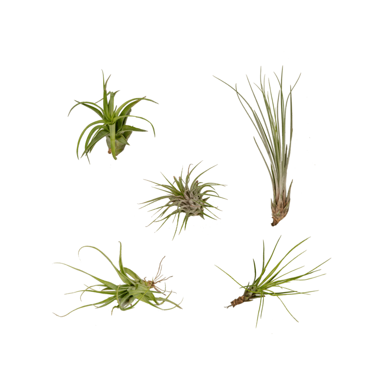 Tillandsia Air Mix – 5 Luftpflanzen – Ø6cm – Pflegeleichte Tillandsien – Mischung – Ohne Erde – Für helle Innenräume & kreative Deko – Plant