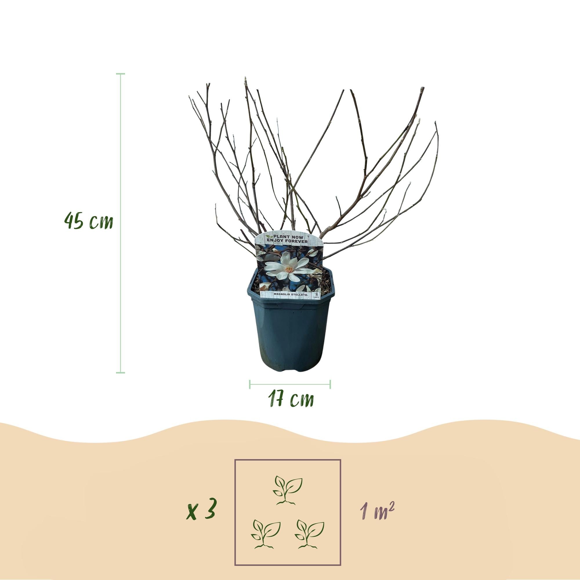 Stern – Magnolie Magnolia Stellata – Strauch – Blüte Weiß – Laubabwerfend – Frühjahrsblüher – Pflegeleicht – 17cm Höhe 45cm – Für Garten & Terrass – Plant