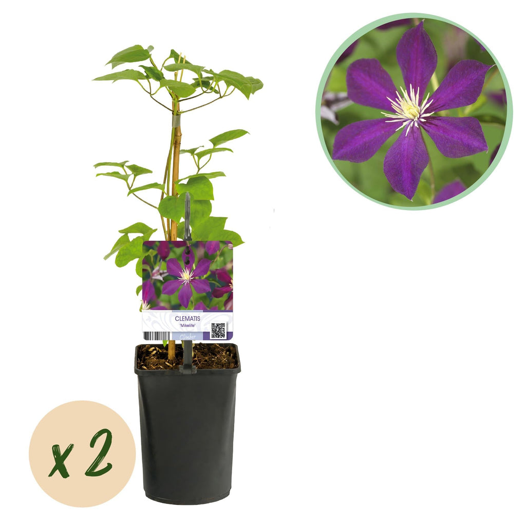 Kletterpflanze Clematis Mikelite – Lila – weiße Blüten – Wenig Pflege – 2 Pflanzen – 11cm Höhe 40cm – Für Garten, Terrasse & Pergolen – Plant