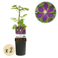 Kletterpflanze Clematis Mikelite – Lila – weiße Blüten – Wenig Pflege – 2 Pflanzen – 11cm Höhe 40cm – Für Garten, Terrasse & Pergolen – Plant