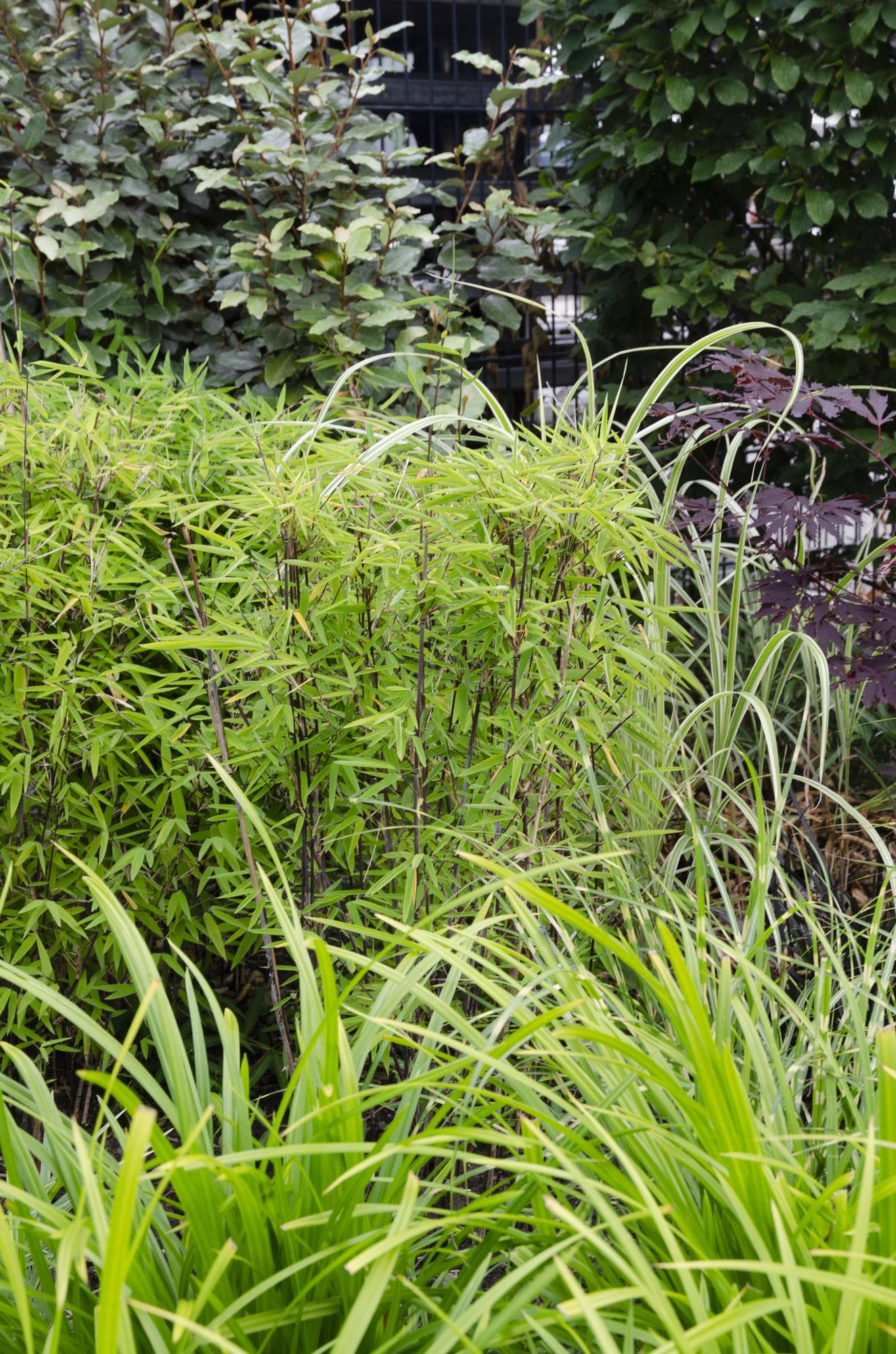 Carex morrowii 'Irish Green' – Immergrünes Ziergras – Ø19cm ↕40cm – Robuste Gartenpflanze für Sonne & Schatten – Plant