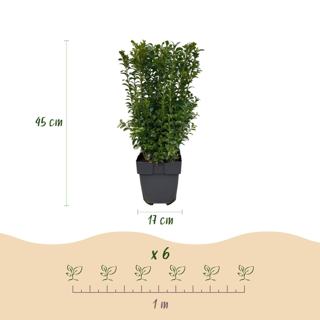 Buxus sempervirens – 6 Pflanzen für 1 laufenden Meter – Gewöhnlicher Buchsbaum – Immergrüne Heckenpflanze im 17cm Topf – ca. 45cm hoch – Plant