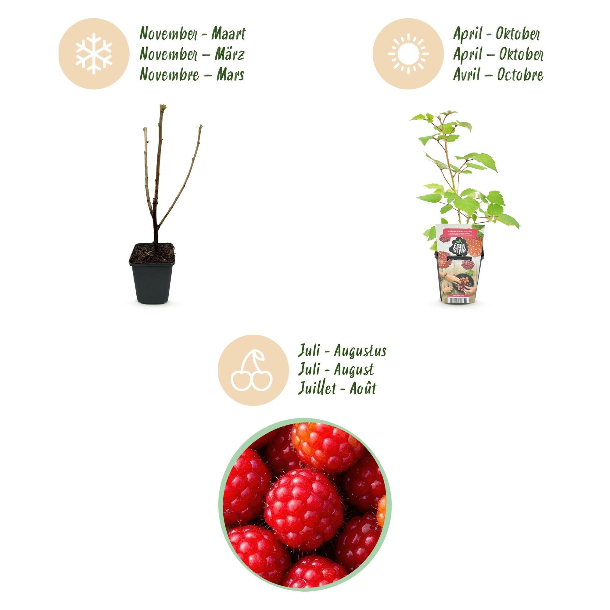 Japanische Weinbeere Rubus phoenicolasius winterhart Ø9cm Höhe30cm – Rote Beeren – Exotische Obstpflanze für Garten & Balkon