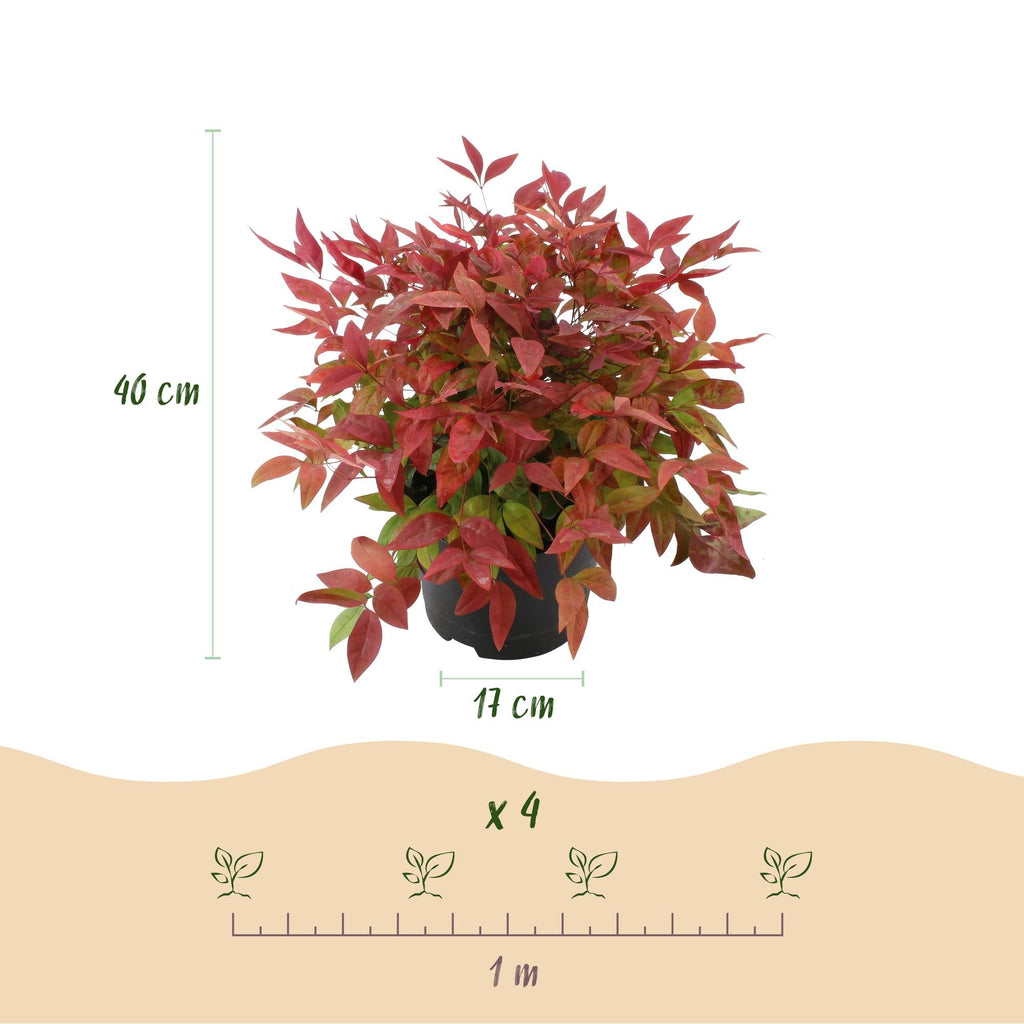 Heiliger Bambus Nandina Blush Pink – 17cm Höhe ca.40cm – Immergrün & farbwechselnd – Dunkelrosa Laub für Beet Balkon Terrasse – Pflegeleichter dekorativer Zierstrauch – Plant