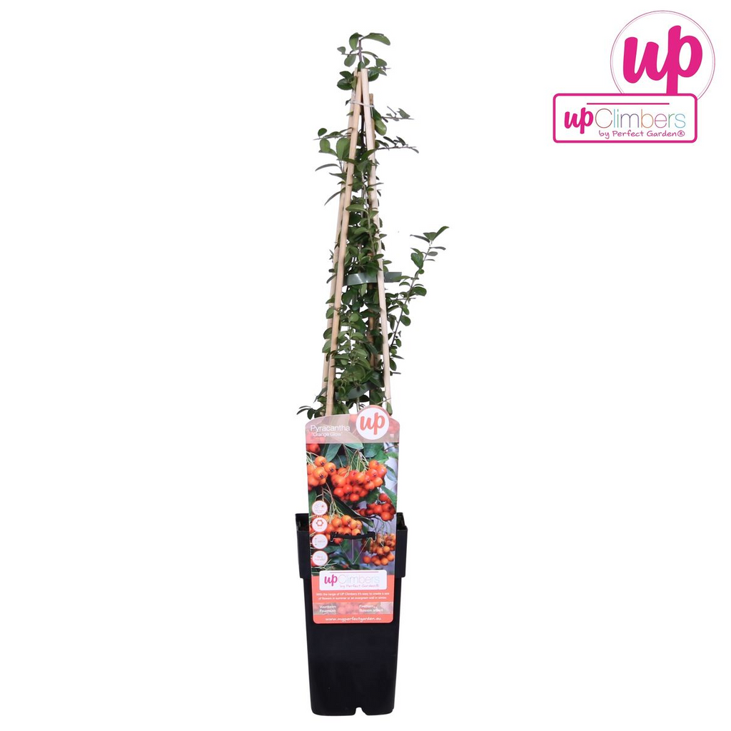Feuerdorn – Pyracantha 'Orange Glow' – Ø15cm – ↕65cm – Immergrüner Strauch mit oranger Beerenpracht – Ideal als Sichtschutz & Vogelschutzhecke – Plant