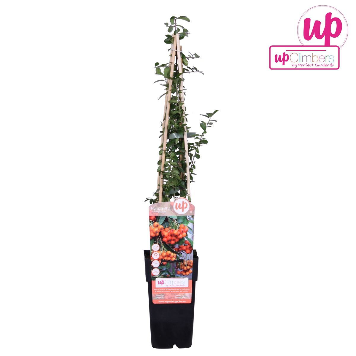 Feuerdorn – Pyracantha 'Orange Glow' – Ø15cm – ↕65cm – Immergrüner Strauch mit oranger Beerenpracht – Ideal als Sichtschutz & Vogelschutzhecke – Plant