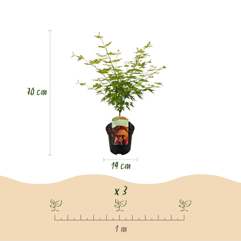 Japanischer Ahorn – Acer palmatum 'Orange Dream' – 2 Pflanzen – ca. 70cm hoch – Ø19cm – orangefarbenes, fein gefiedertes Laub – Balkon – Plant