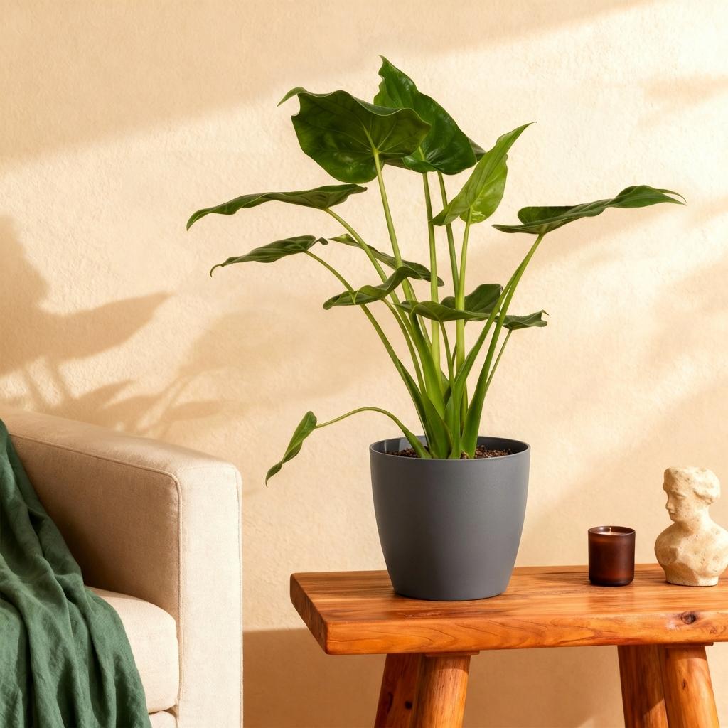Alocasia Cucullata Buddha – Hand Zimmerpflanze mit grauem Topf Ø21cm Höhe 65-70cm Pflegeleichte exotische Grünpflanze für Wohnzimmer Büro Schlafzimmer
