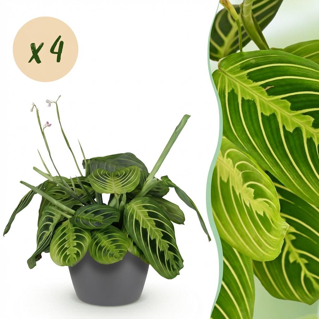 Maranta Fascinator Lemon Lime 2er Set Pflanzen Mit Weißem Topf Ø12cm Höhe ca.25cm Gebetspflanze Haustierfreundlich Pflegeleicht Für Zimmer Büro & Bad