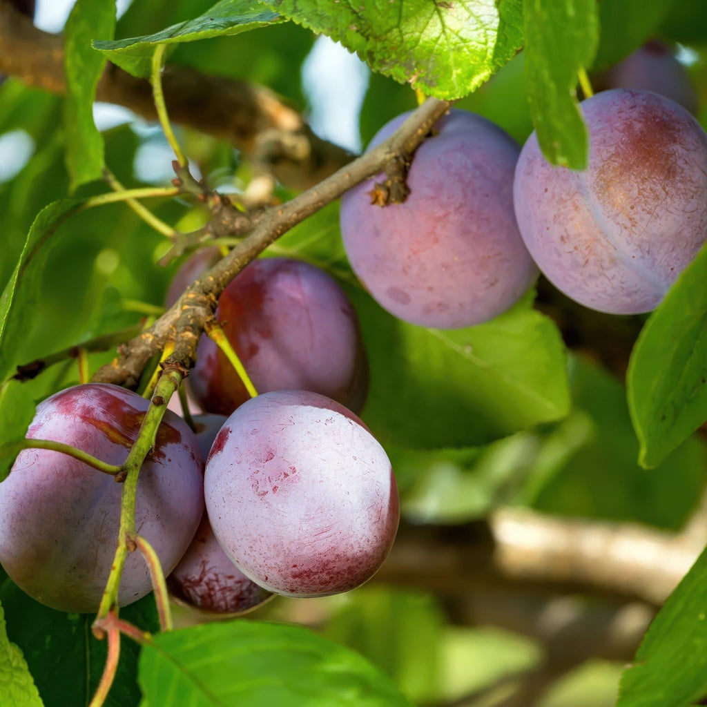 Pflaumenbaum – Prunus domestica 'Opal' – ca. 90cm hoch – Topf Ø21cm – gelb – rote Früchte – selbstfruchtend & ertragreich – Plant