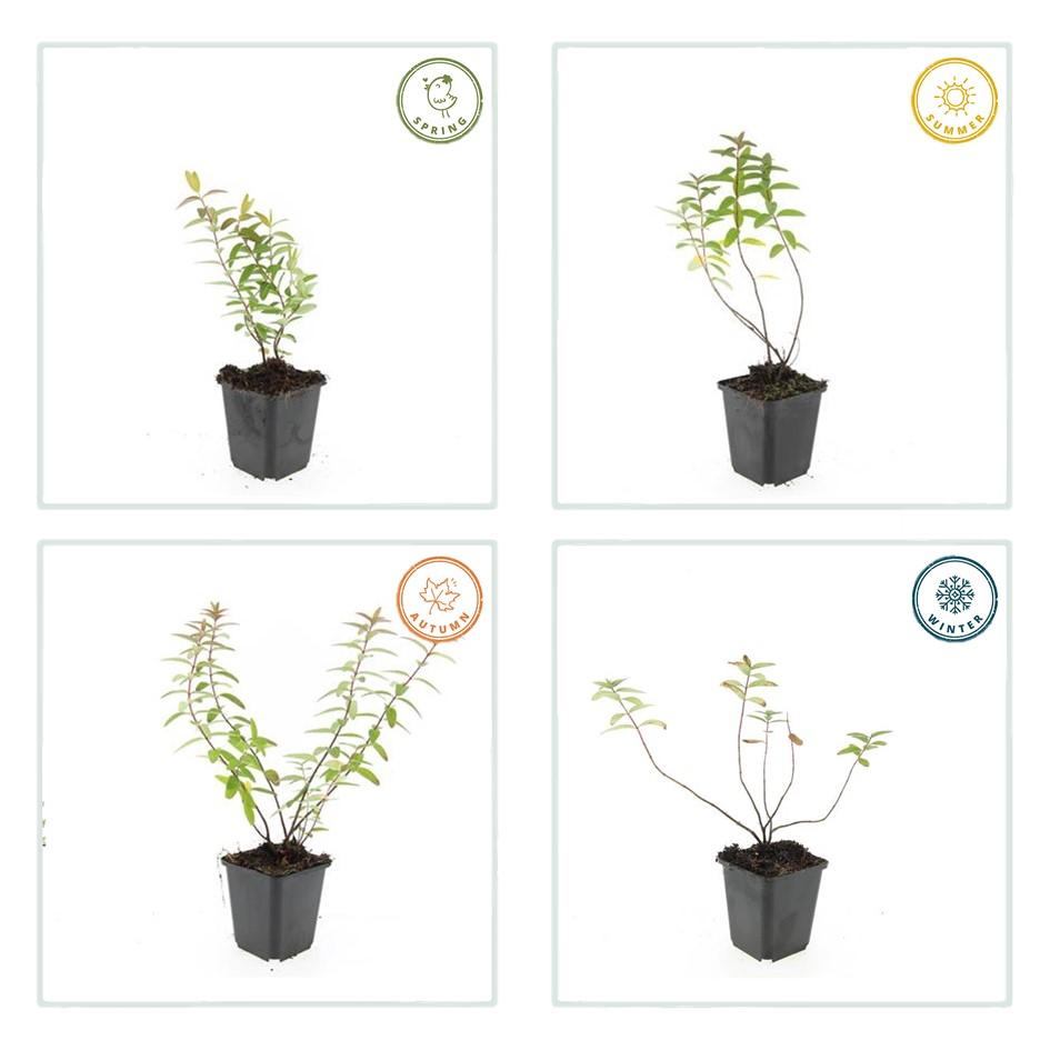 Hypericum Hidcote – Großblumiges Johanniskraut – Ø9cm – Höhe 10-25cm – Immergrüner Strauch mit gelben Blüten – Plant