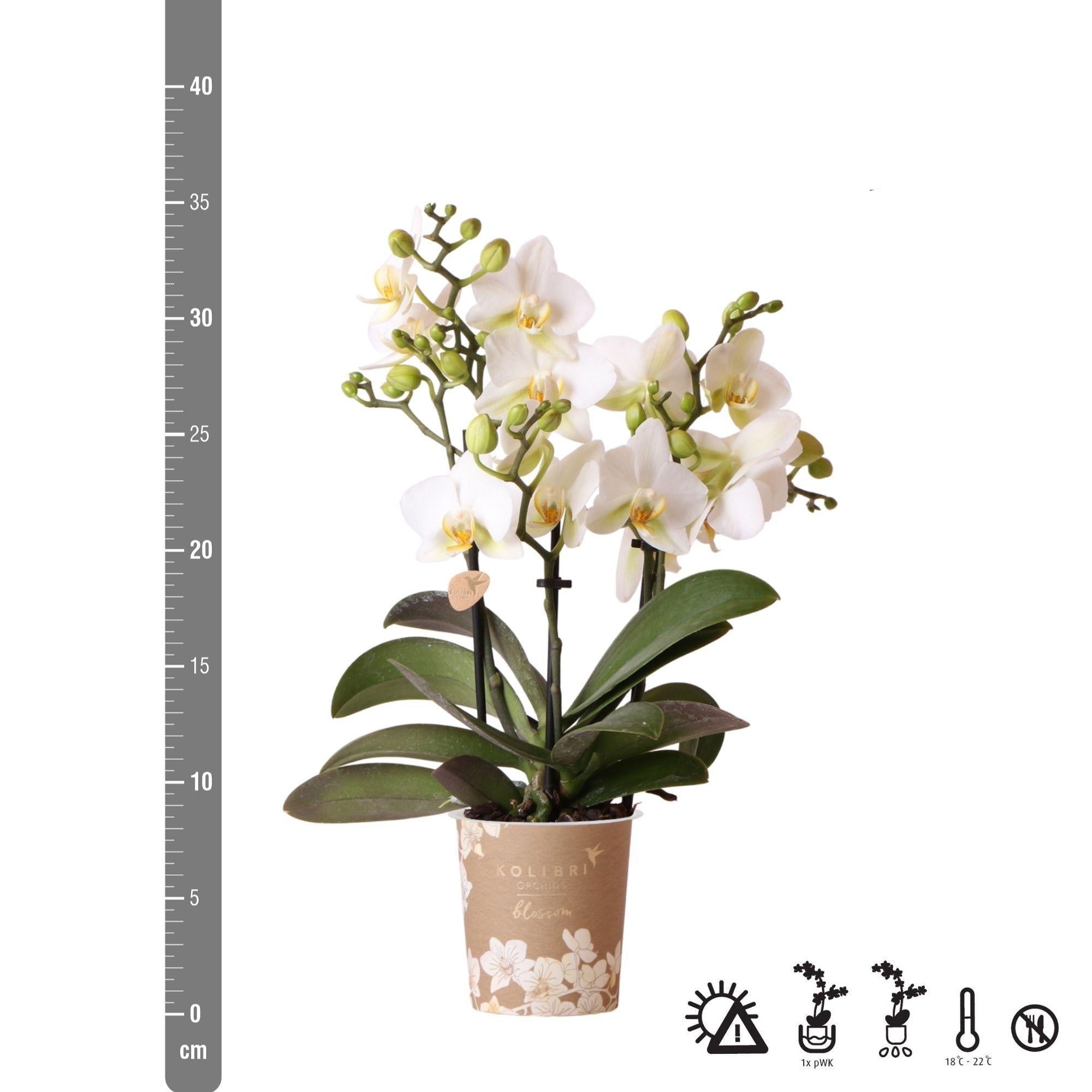 Phalaenopsis Orchidee Lausanne – Weiß – Ø9cm – Zimmerpflanze mit 3 Blütentrieben – Pflegeleicht & elegant – Aus der Blossom – Kollektion – Plant