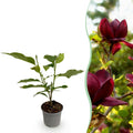Magnolia Genie – 12cm – Höhe ca. 30cm – Laubabwerfende Magnolie mit großen lilafarbenen Frühlingsblüten – Pflegeleicht für Beet, Balkon & Terrasse – Plant