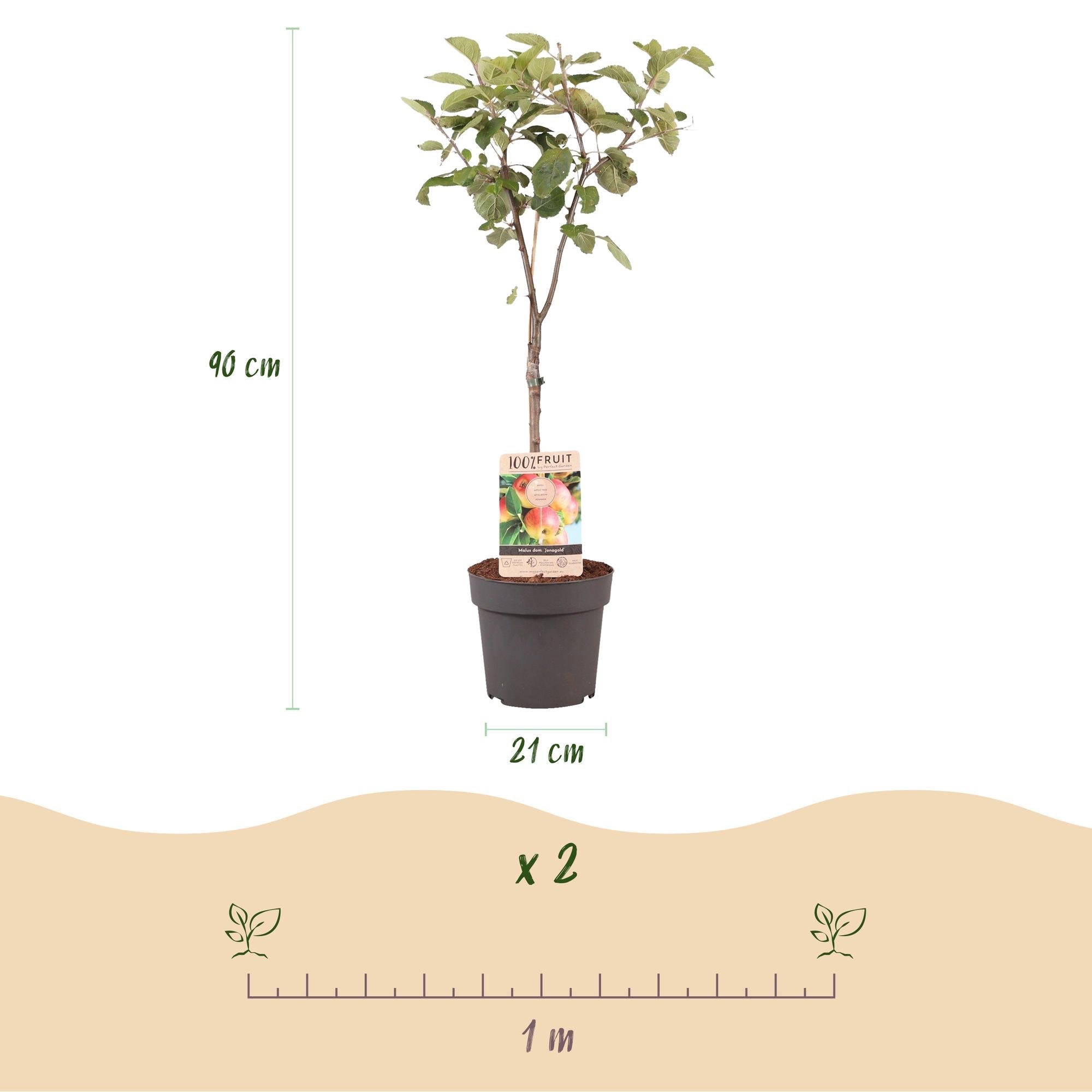 Apfelbaum Malus domestica Jonagold – Gelbgrüner Apfel – Obstbaum im Ø21cm – Höhe ca. 90cm – Süß – saurer Geschmack – Pflegeleicht & gesund – Plant