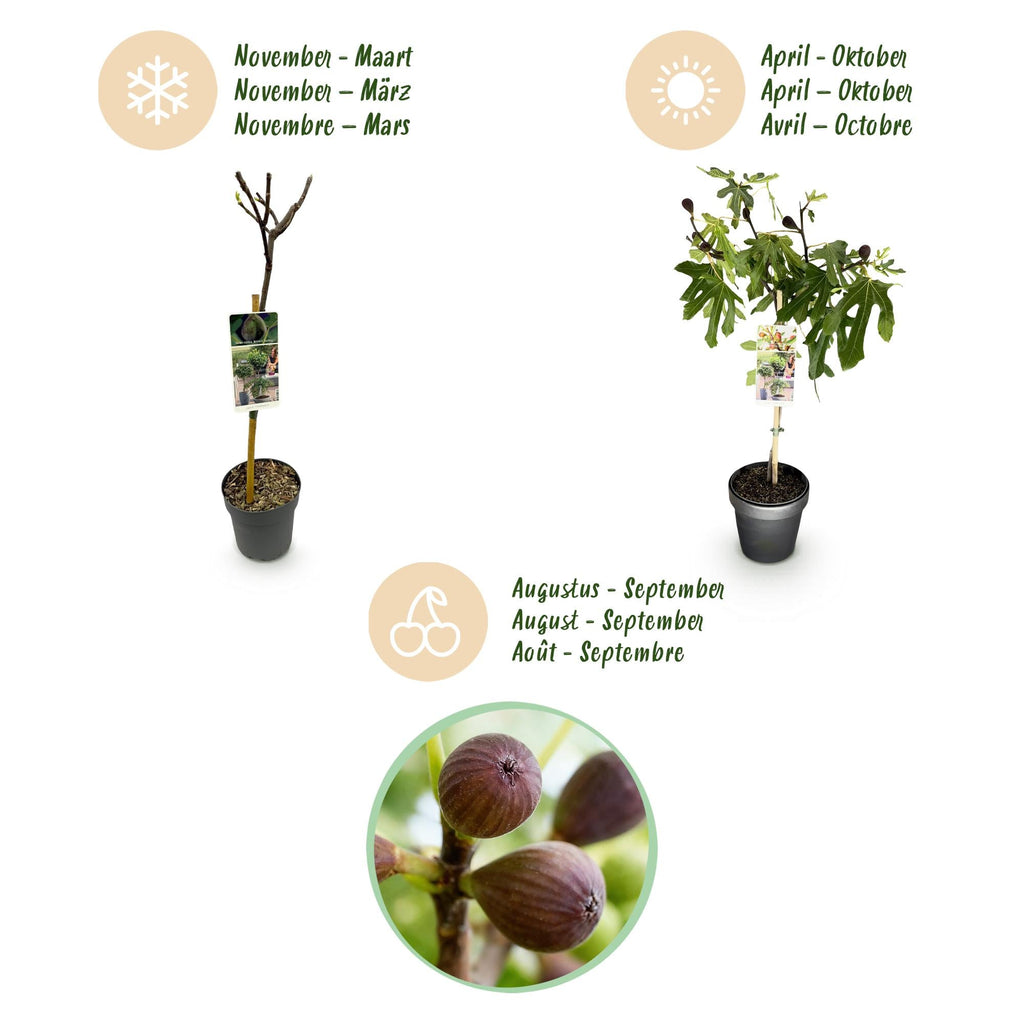 Feigenbaum Ficus carica Little Miss Figgy – 19cm Höhe ca.90cm – Winterhart & laubabwerfend – Kompakter Feigenbaum mit grünen Früchten – Plant