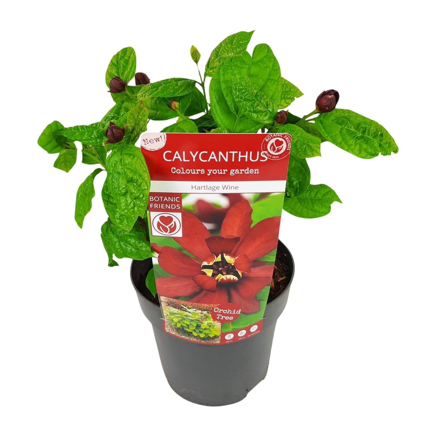 Sinocalycanthus Hartlage Wine – Ø19cm – ca.30-50cm hoch – Carolina Allspice – Duftender Zierstrauch mit rot – violetten Blüten – Garten & Kübelpflanze – Plant