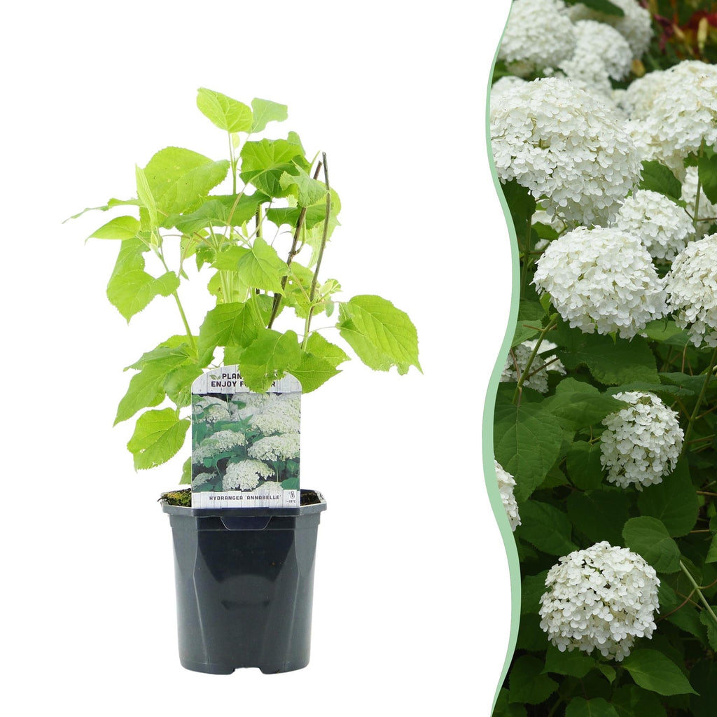 Rispenhortensie – Hydrangea arborescens Annabelle – Blüte Weiß – Große Blüten – 17cm Höhe 50cm – Winterhart & pflegeleicht für Beet & Kübel – Plant