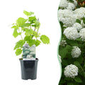 Rispenhortensie – Hydrangea arborescens Annabelle – Blüte Weiß – Große Blüten – 17cm Höhe 50cm – Winterhart & pflegeleicht für Beet & Kübel – Plant