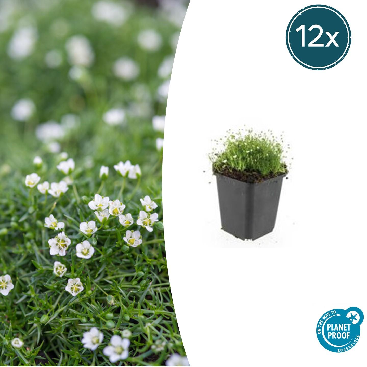 Sagina subulata Irisches Moos – Bodendecker Set Ø9cm – Immergrün & trittfest – Pfriemen Mastkraut für Fugen, Steingarten & Rasenersatz – Plant