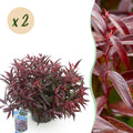 Traubenheide Leucothoe Burning Love – 2 Pflanzen 17cm Höhe ca.45cm – Immergrün & farbintensiv – Rotes Laub – Pflegeleichter dekorativer Zierstrauch