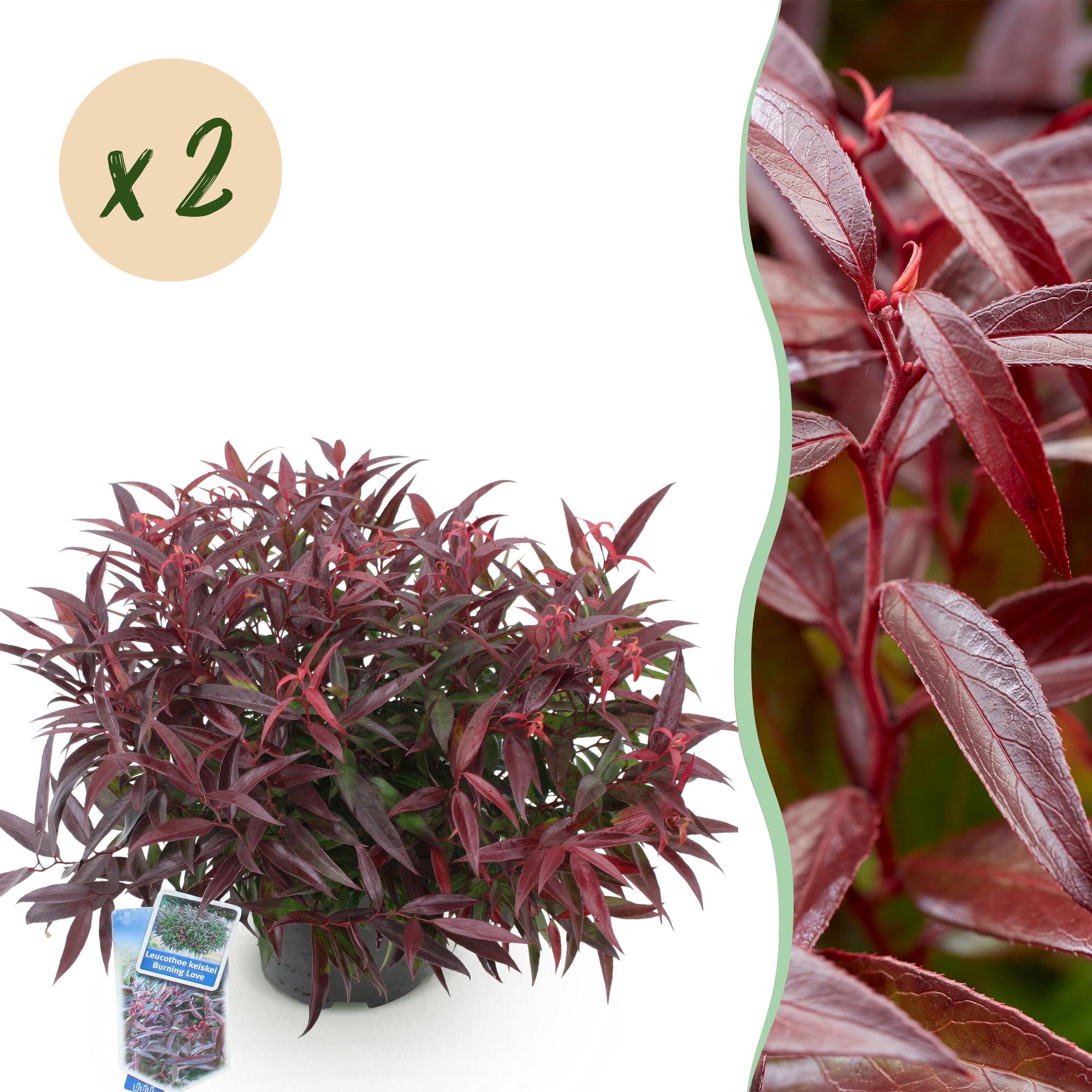 Traubenheide Leucothoe Burning Love – 2 Pflanzen 17cm Höhe ca.45cm – Immergrün & farbintensiv – Rotes Laub – Pflegeleichter dekorativer Zierstrauch