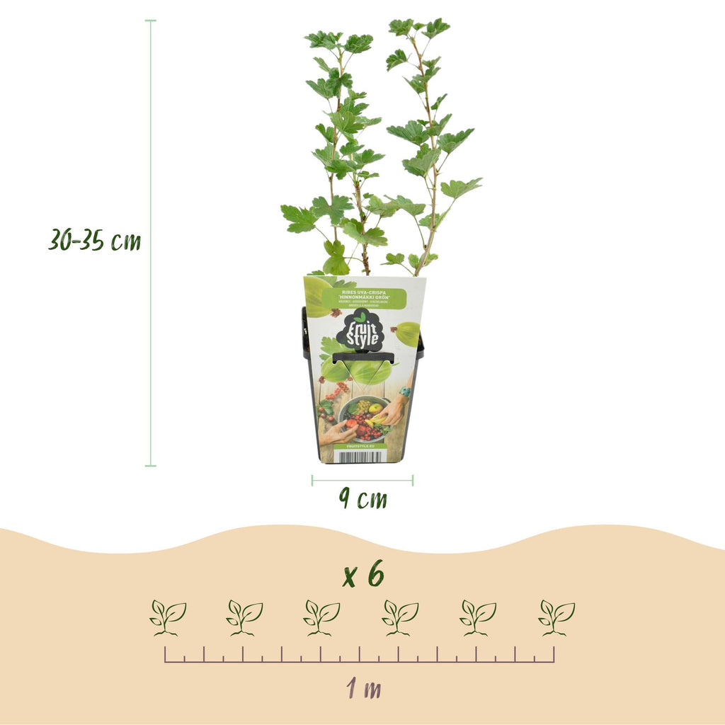 Stachelbeerpflanzen Ribes uva – crispa Hinnonmäki Grün winterhart 6 Pflanzen Höhe 30cm Ø9cm – Grüne Stachelbeere für Garten Beet Balkon & Terrasse