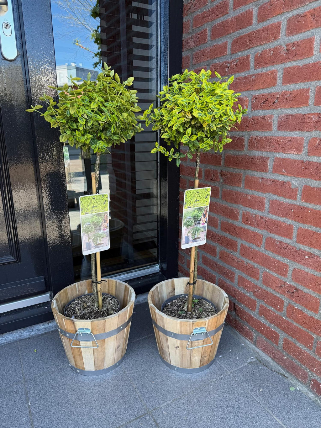 Euonymus fortunei 'Emerald 'n Gold' – Immergrüne Stamm – Pflanze – grün – goldenes Laub – pflegeleicht & kompakt – Terrassen – & Gartenpflanze – Plant